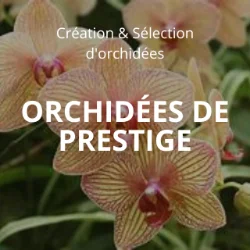 ORCHIDÉES DE PRESTIGE