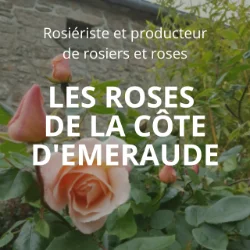 LES ROSES DE LA CÔTE D'ÉMERAUDE